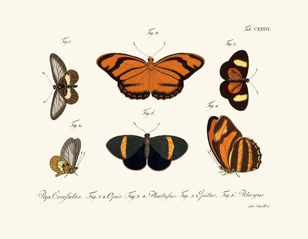 Farfalle, 1783-1806 da German School