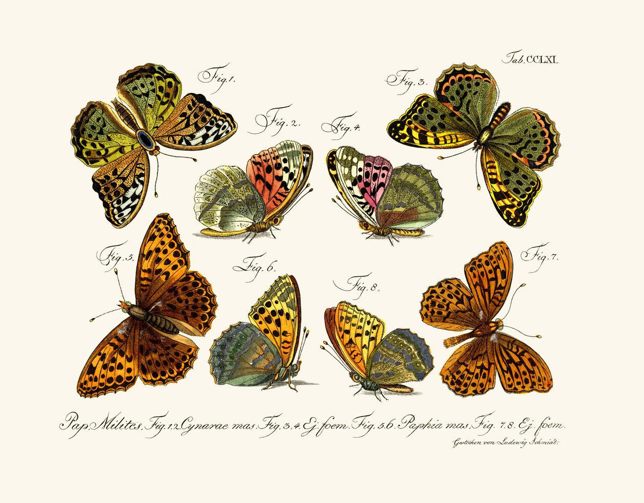 Farfalle, 1783-1806 da German School