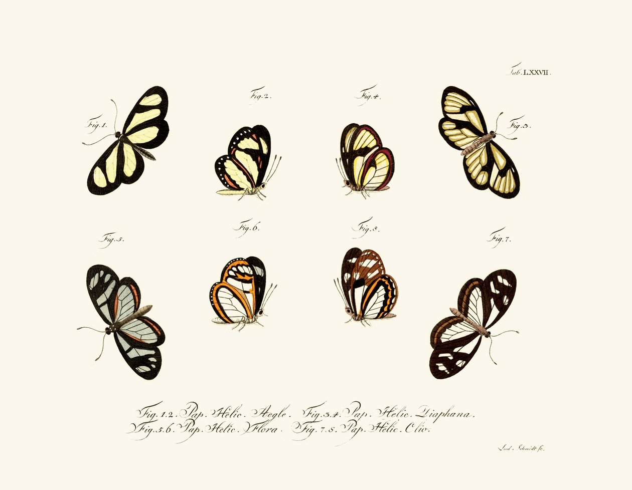Farfalle, 1783-1806 da German School