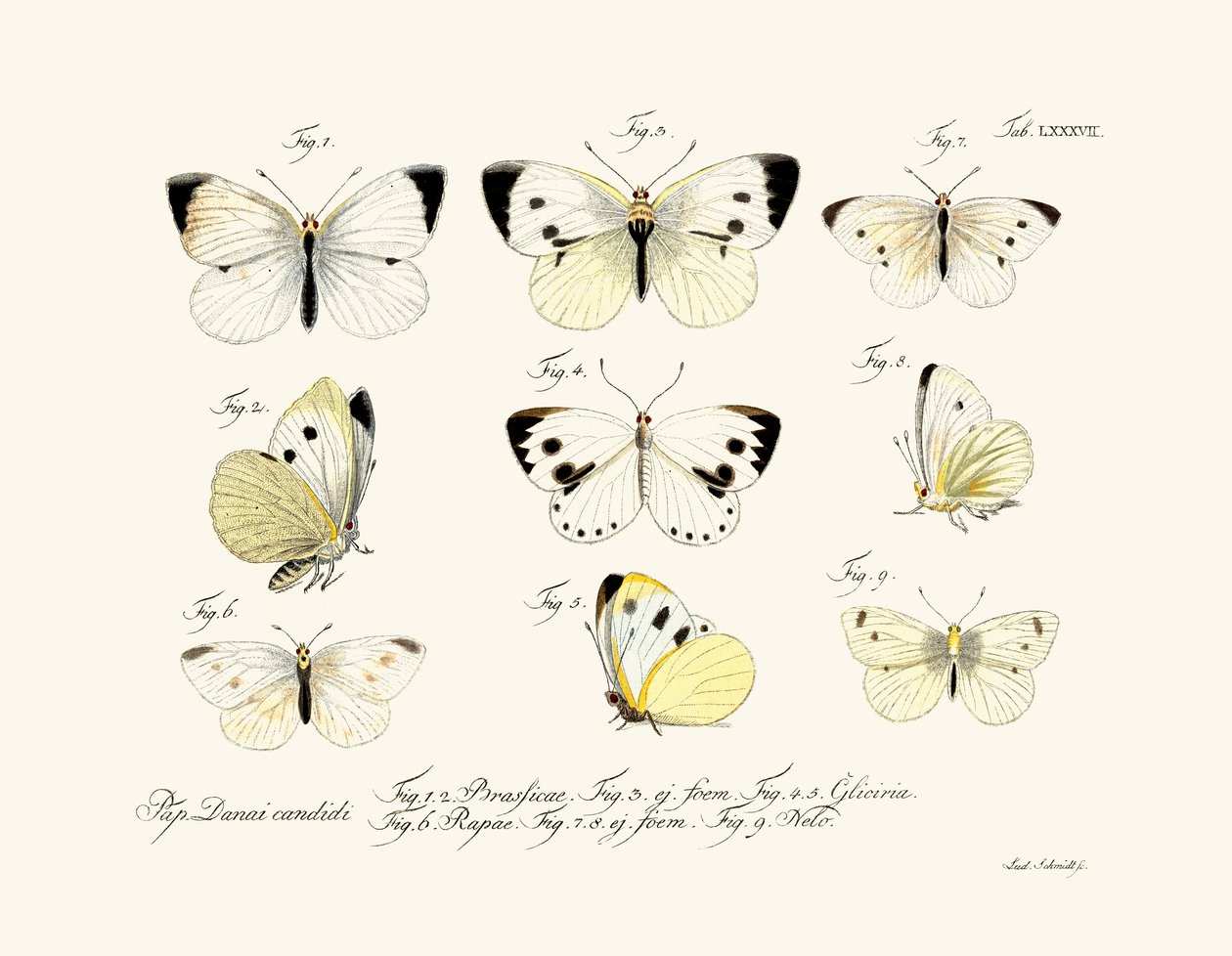 Farfalle, 1783-1806 da German School