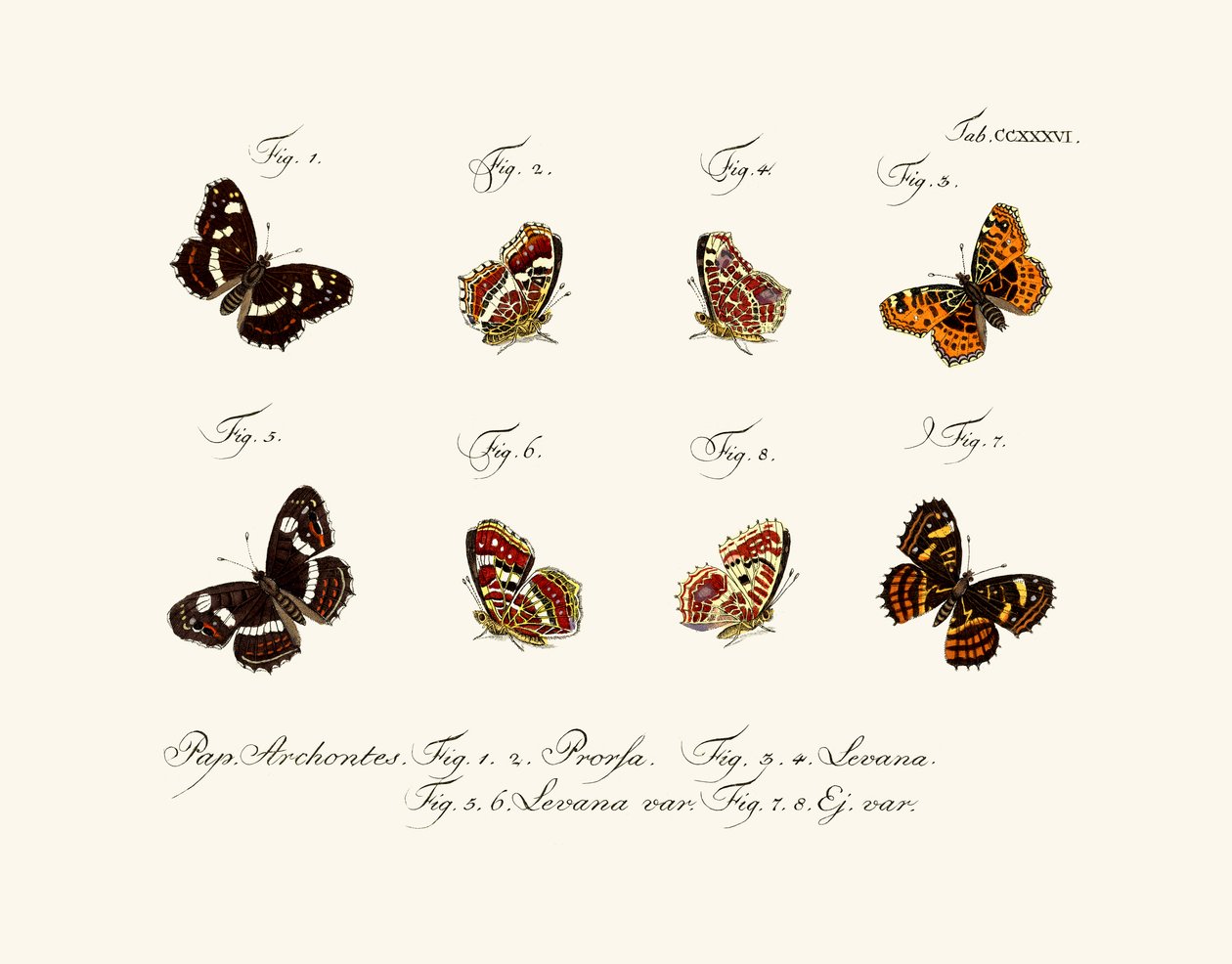 Farfalle, 1783-1806 da German School