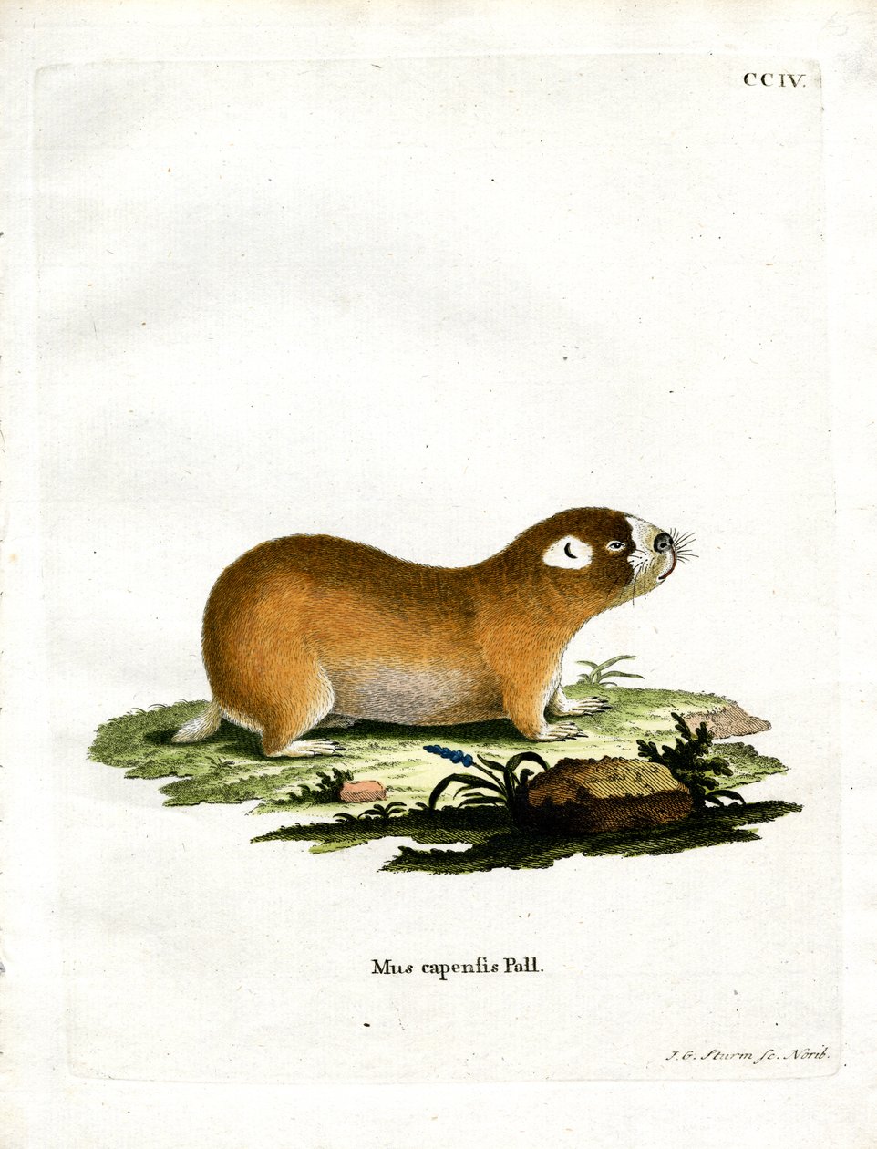 Ratto talpa del Capo da German School