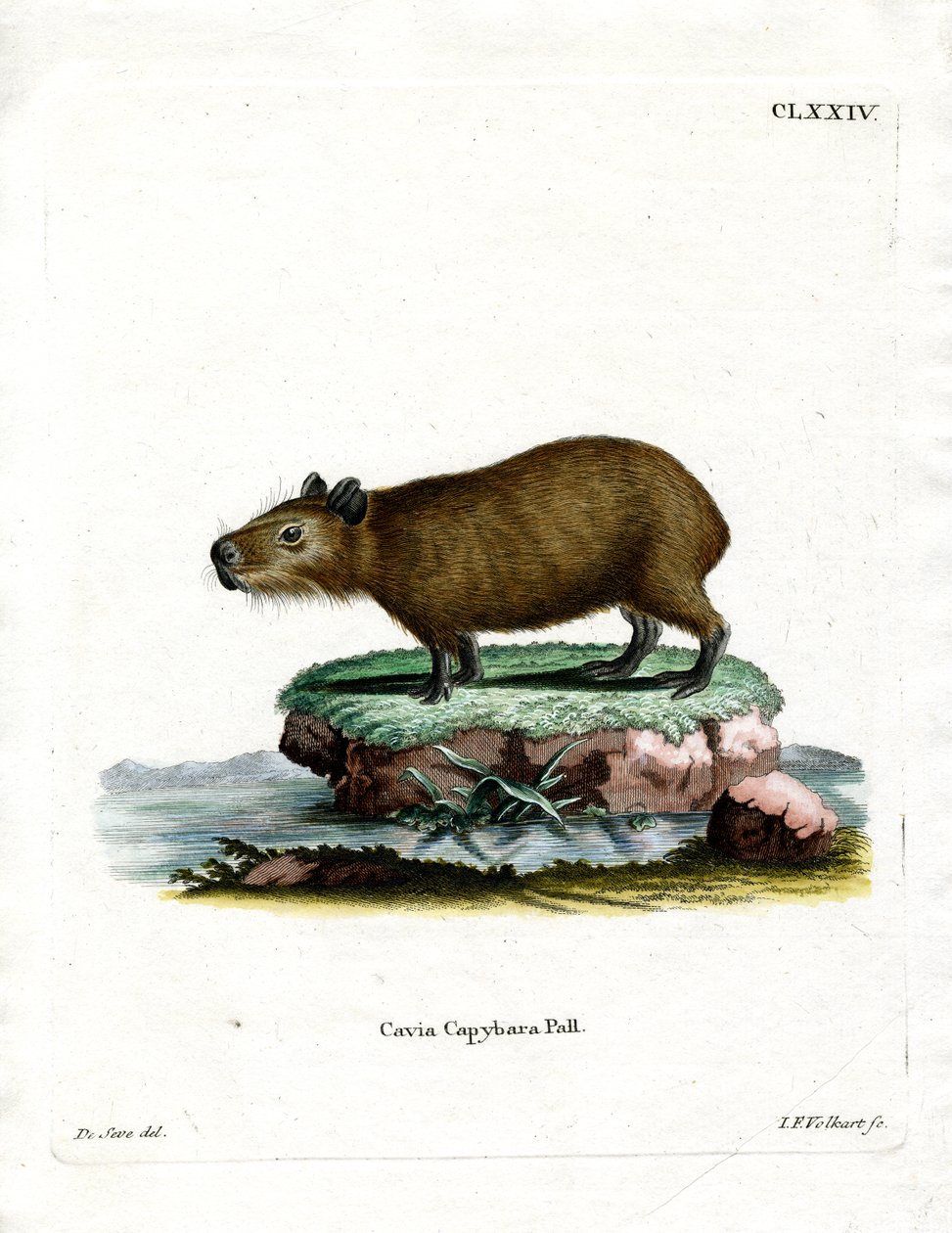 Capibara da German School