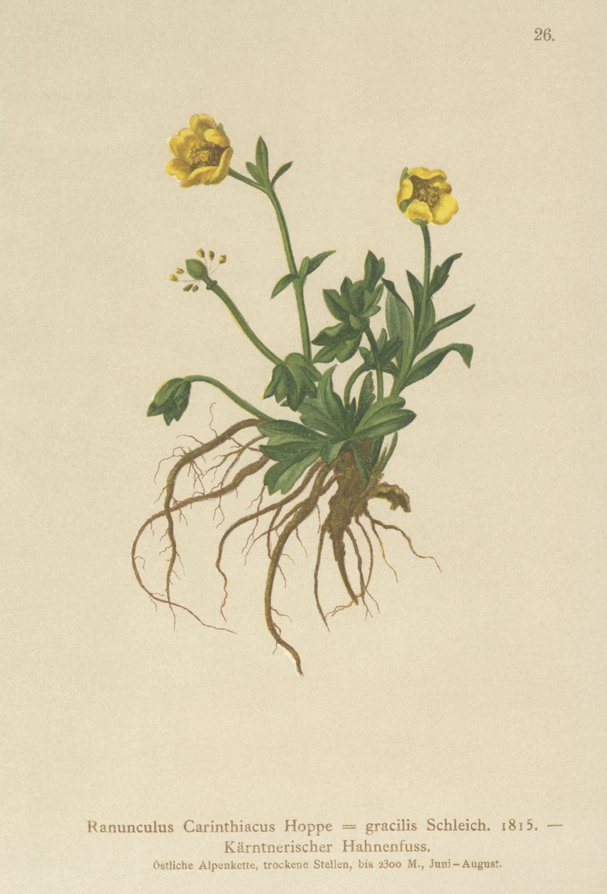 Ranuncolo carinziano (Ranunculus carinthiacus, Ranunculus gracilis) da German School