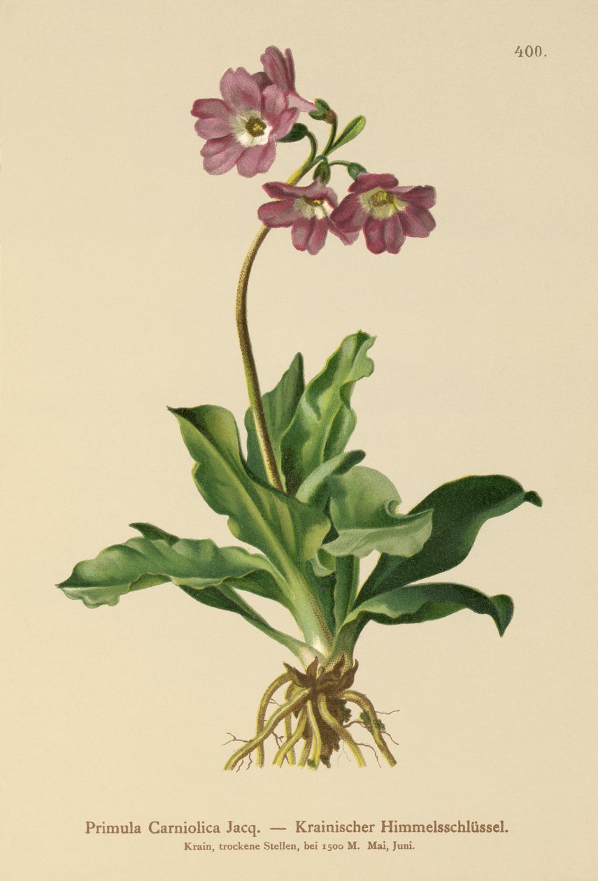 Primula carniolica (Primula Carniolica) da German School