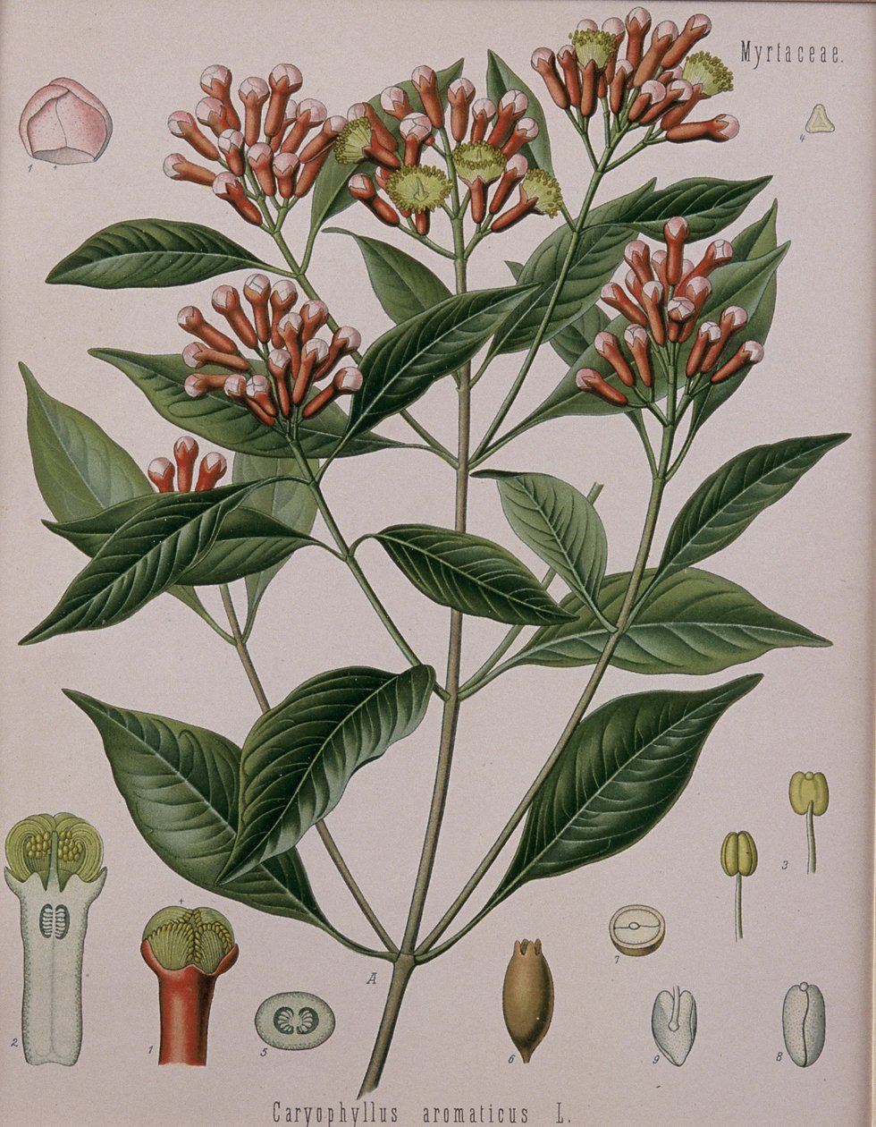 Caryophyllus Aromaticus (Chiodi di garofano) da German School