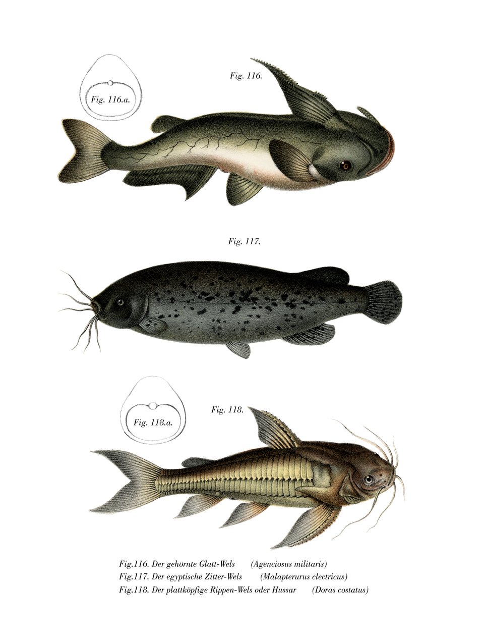 Pesce Gatto da German School