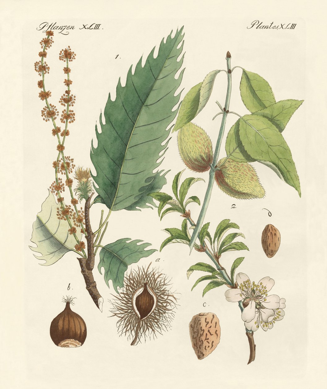 Castagne e mandorle da German School