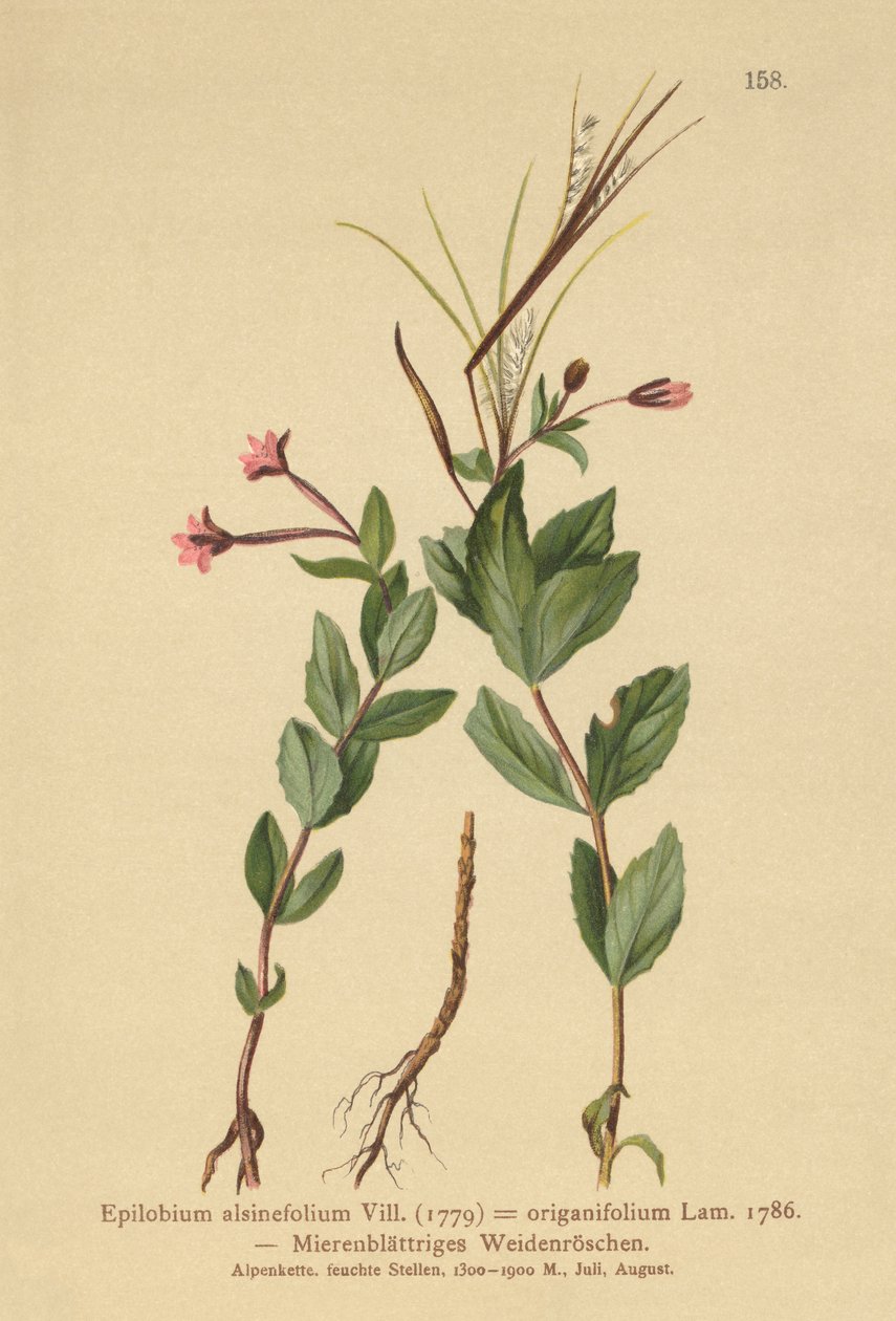 Epilobio a foglie di stellaria (Epilobium alsinefolium, Epilobium origanifolium) da German School