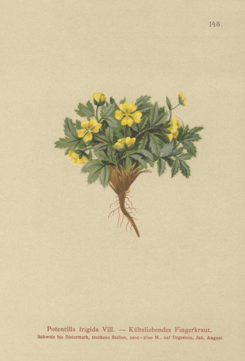 Cinquefoil (Potentilla frigida, Potentilla glacialis, Potentilla helvetica) da German School