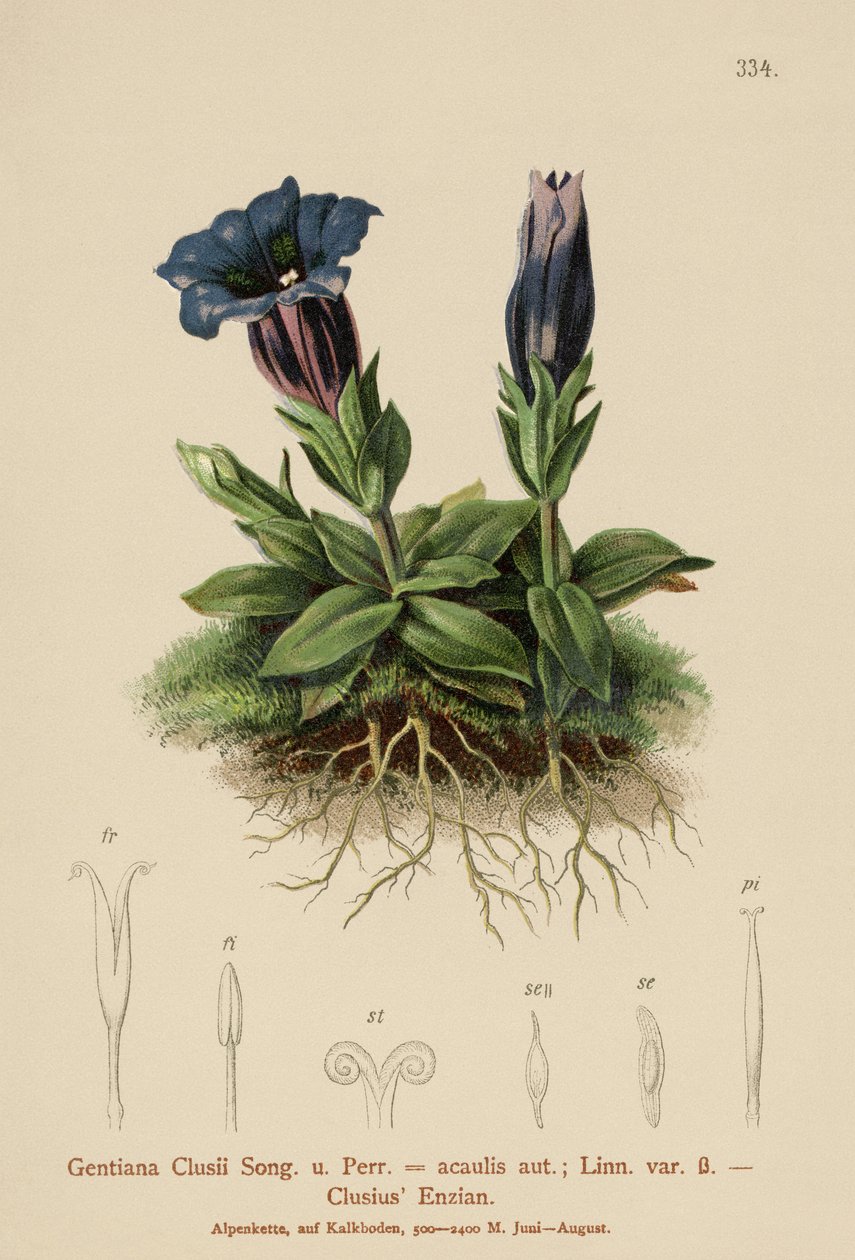 Genziana di Clusius (Gentiana Clusii, Gentiana acaulis) da German School