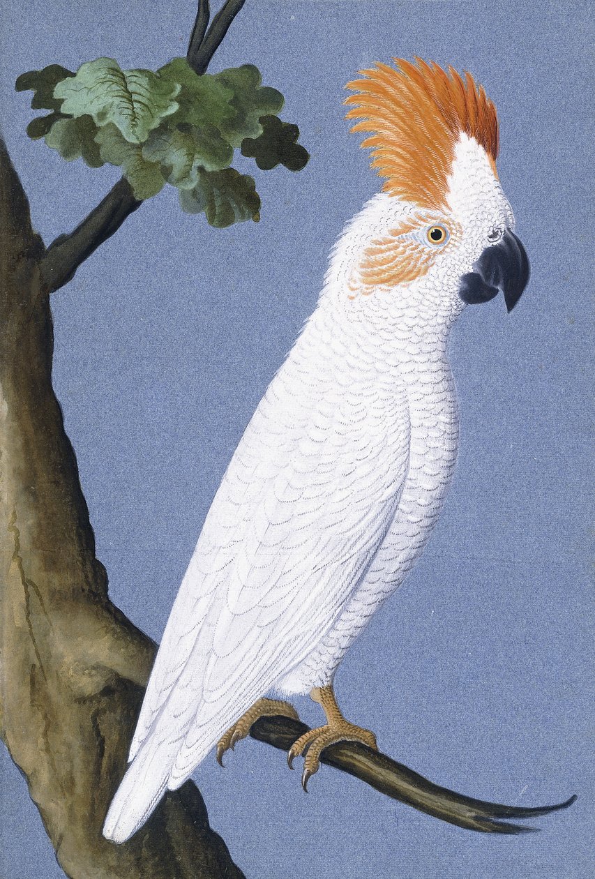 Cacatua, 1750-1800 da German School