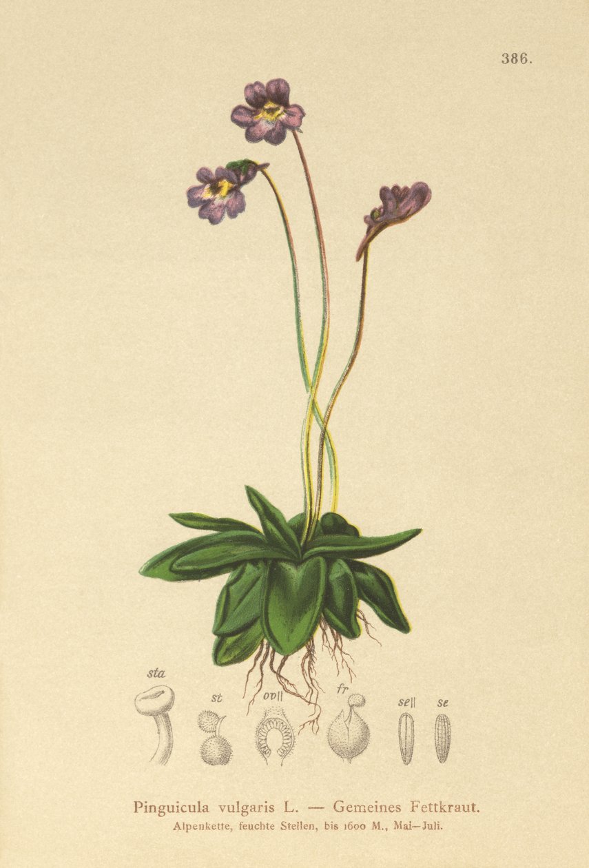 Pinguicola comune (Pinguicula vulgaris) da German School