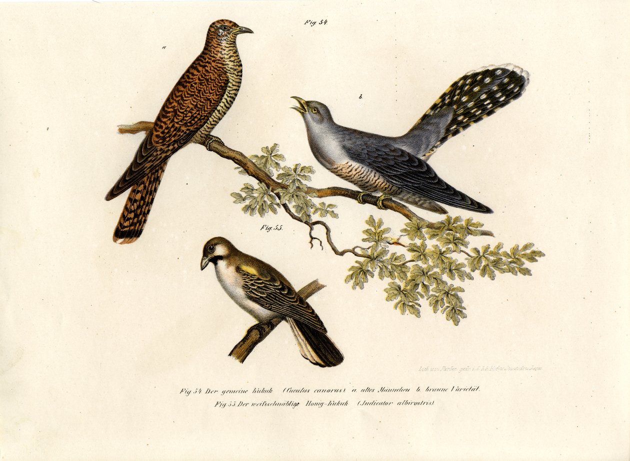 Cuculo Comune, 1864 da German School