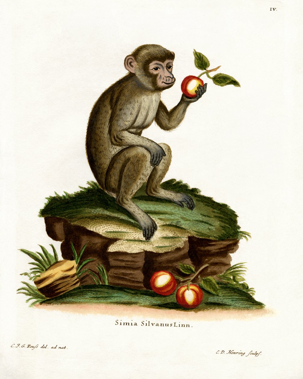 Macaco Comune da German School