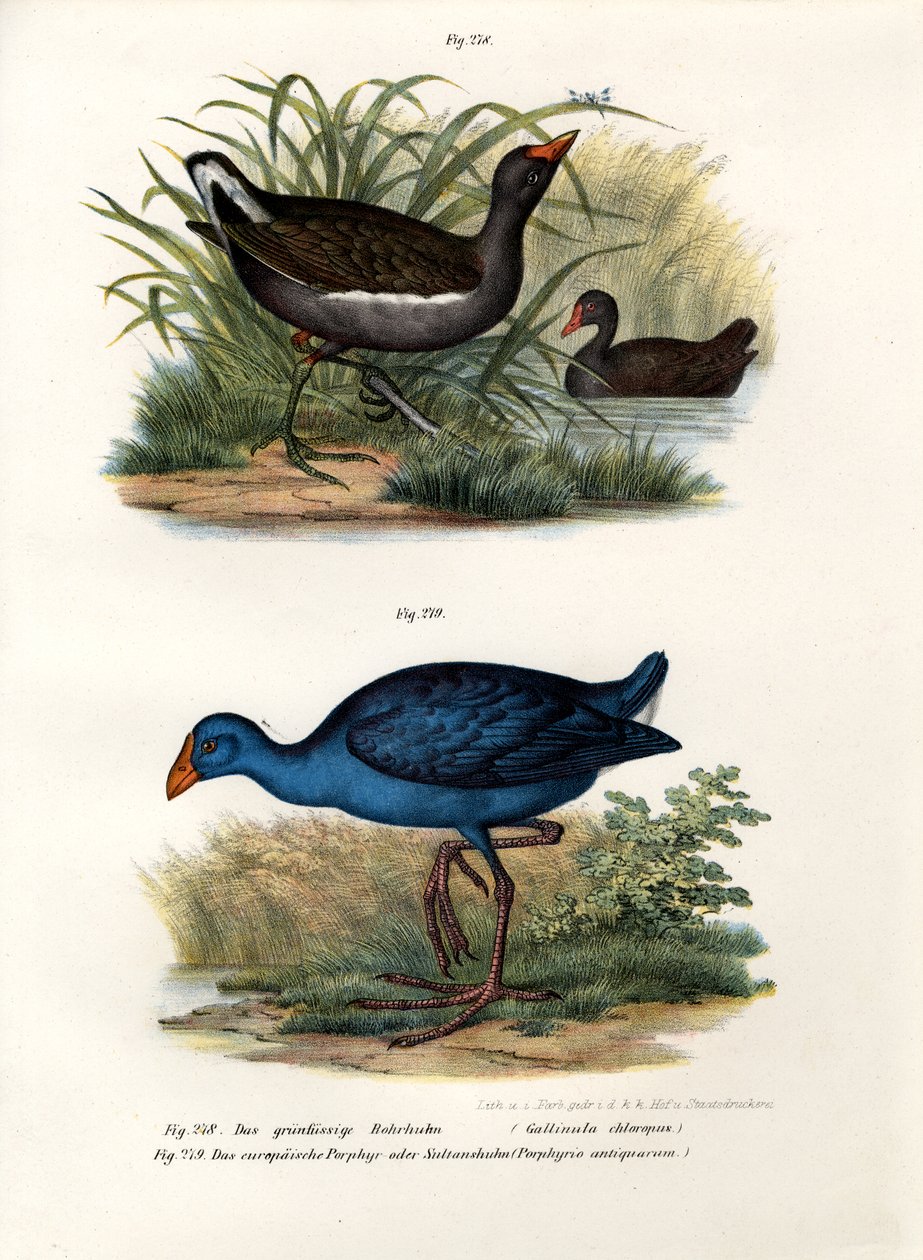 Gallinella d