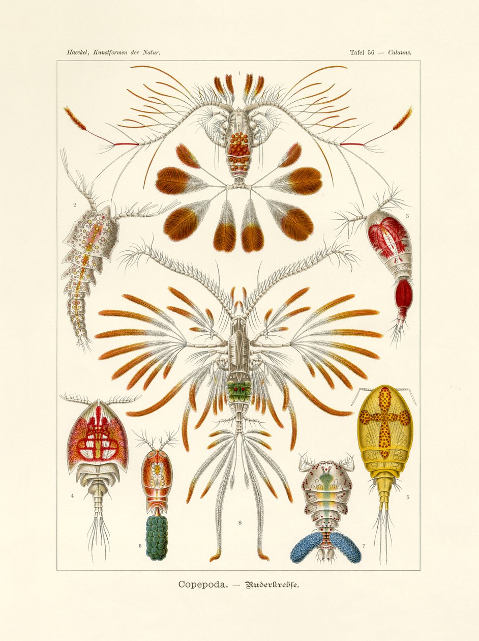 Copepodi da German School