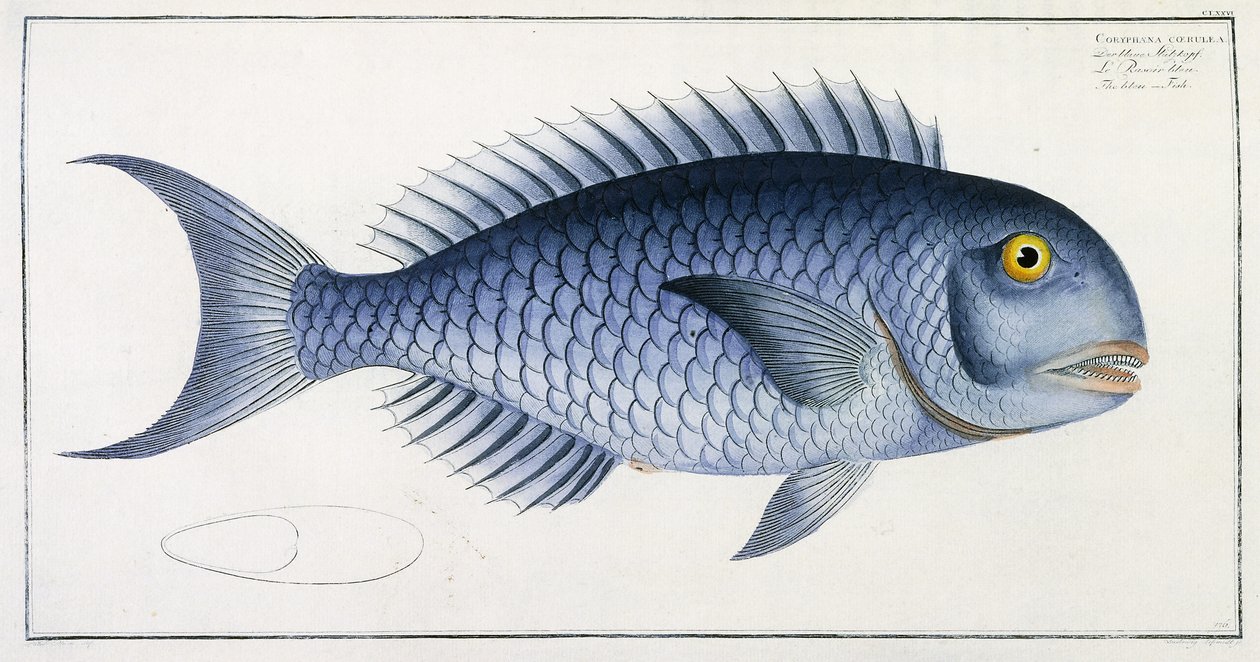 Coryphaena Coerulea da German School