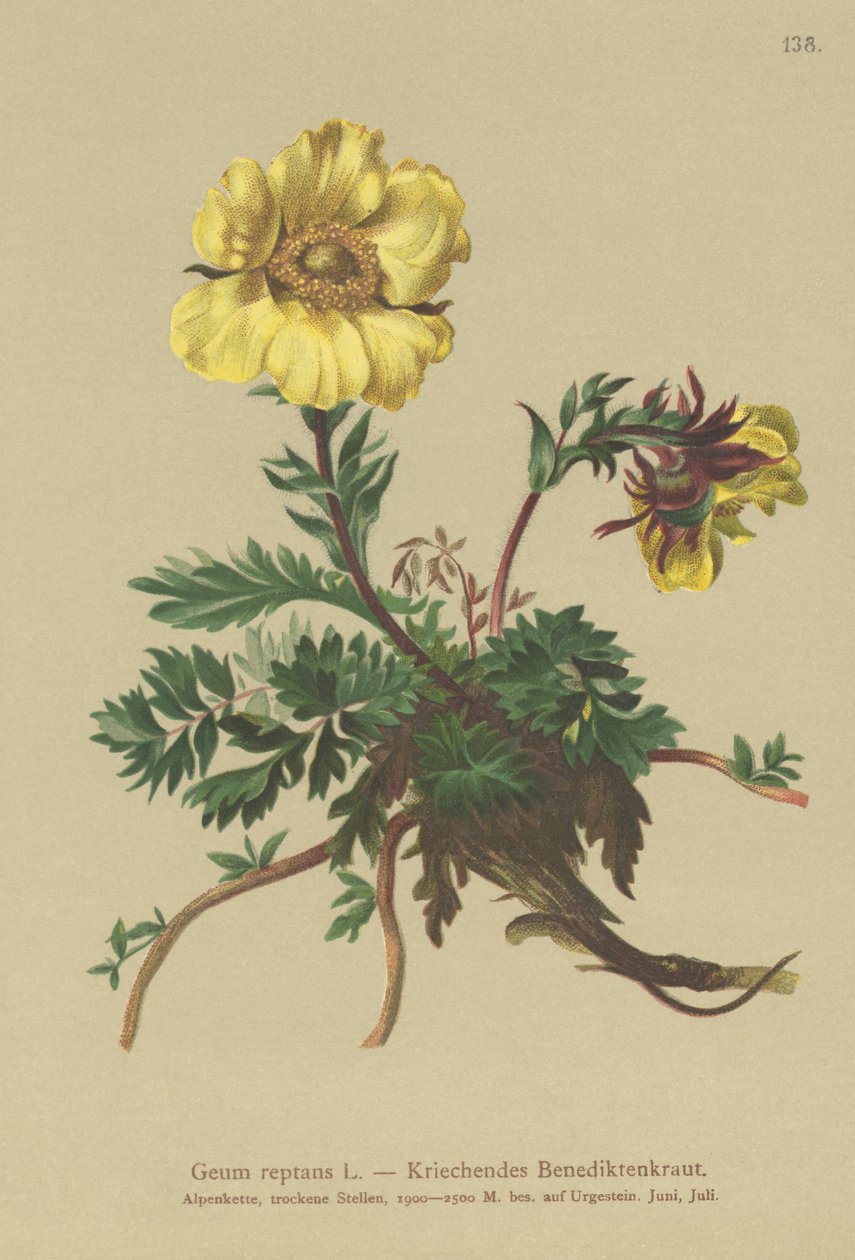 Cariofillata strisciante (Geum reptans) da German School