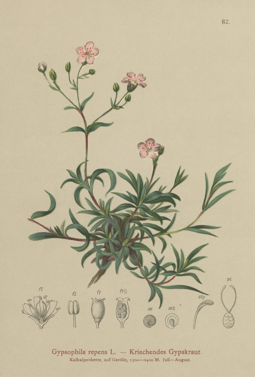 Gypsophila repens da German School
