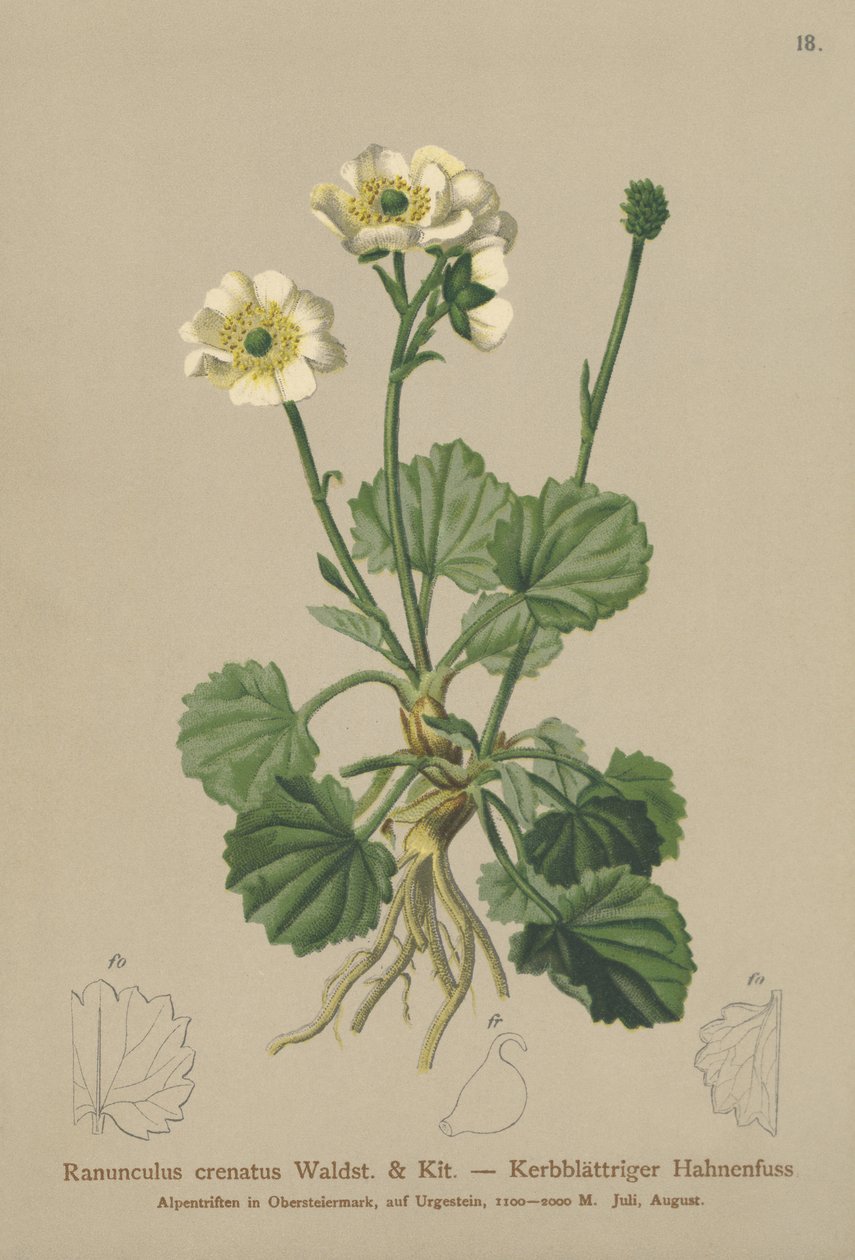 Ranuncolo crenato (Ranunculus crenatus) da German School