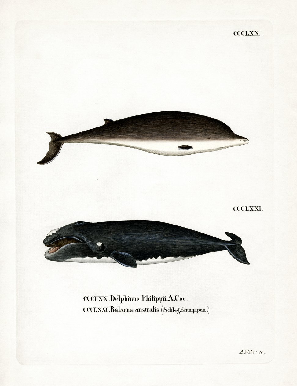 Zifio di Cuvier da German School