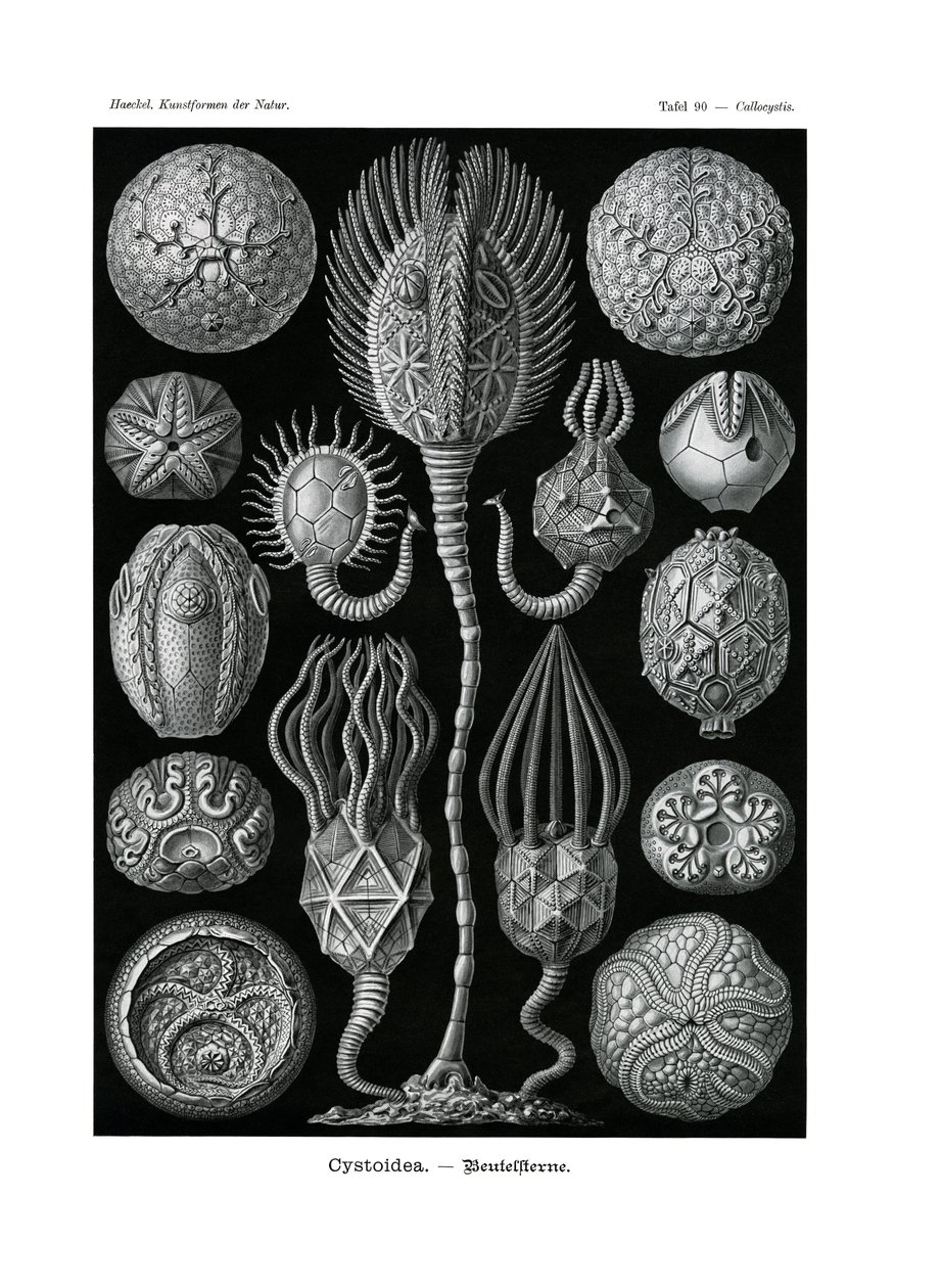 Cystoidea da German School