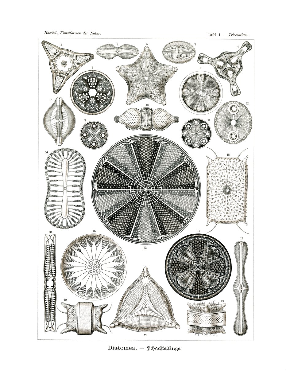 Diatomea, 1899-1904 da German School