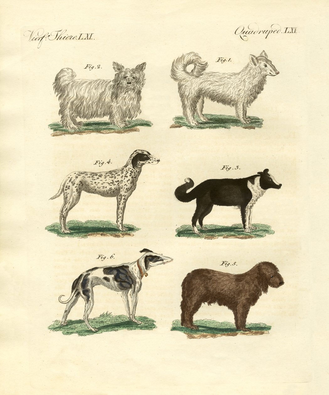 Diversi tipi di cani da German School