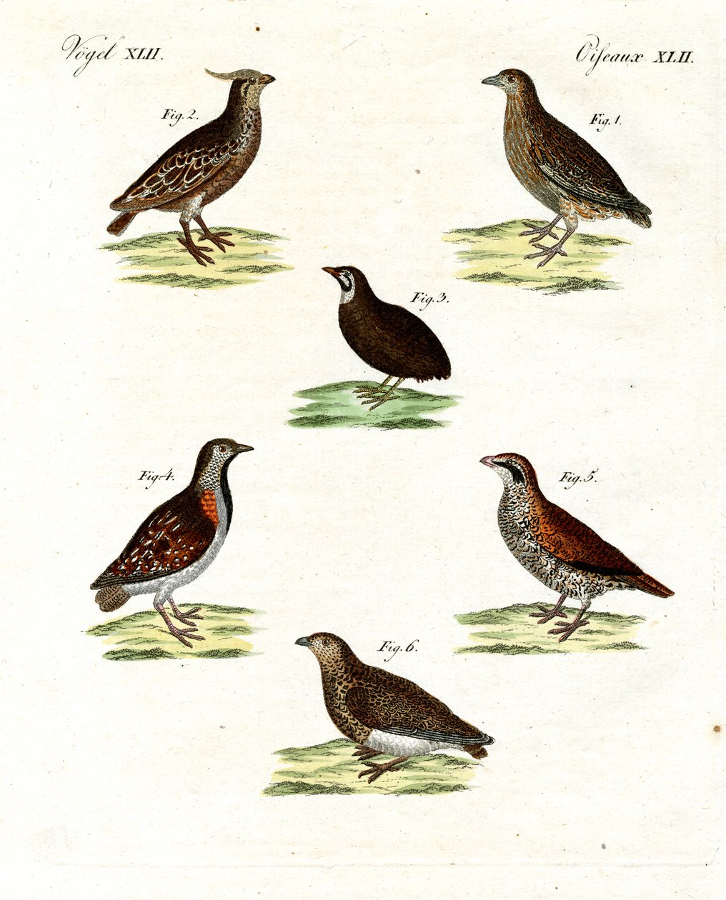 Varietà di quaglie da German School