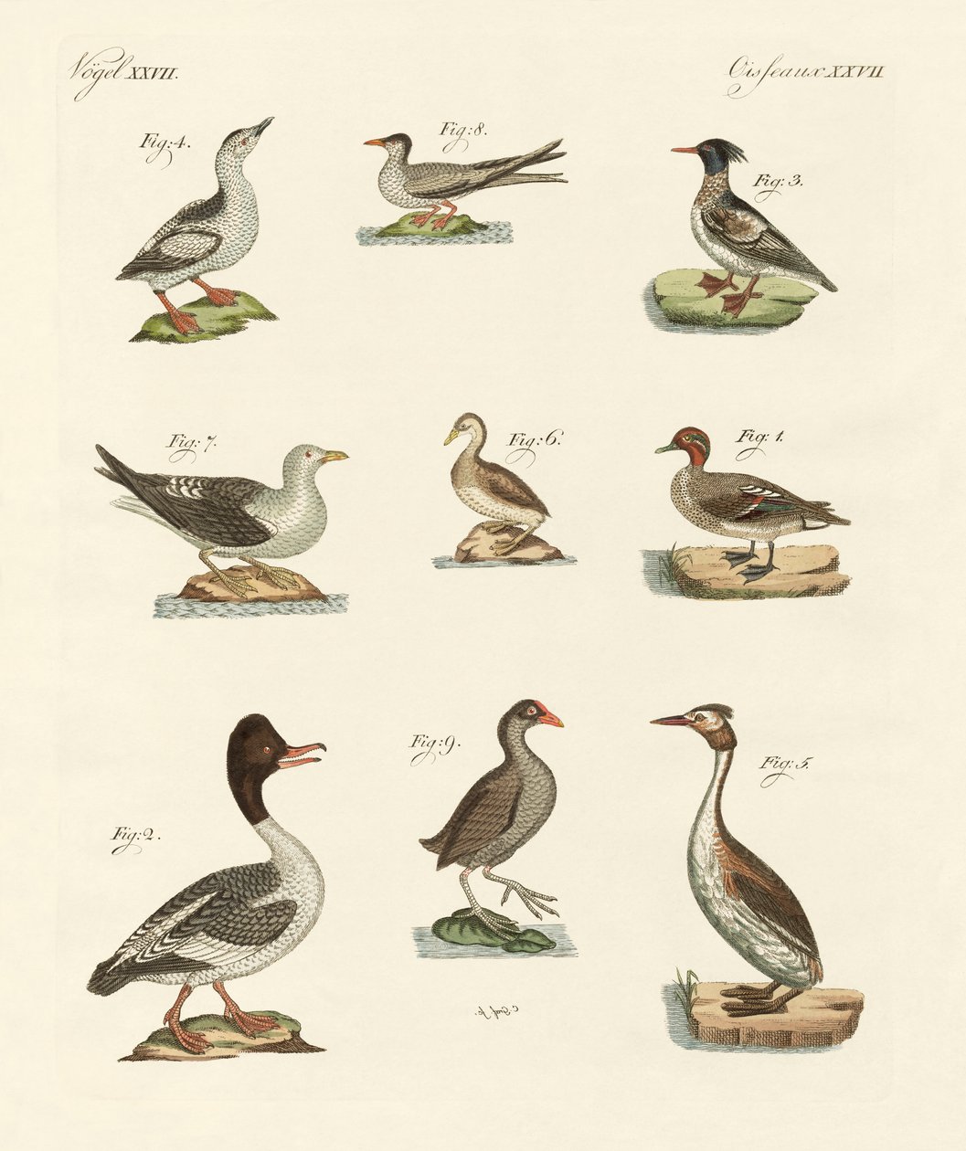 Diversi tipi di uccelli acquatici da German School