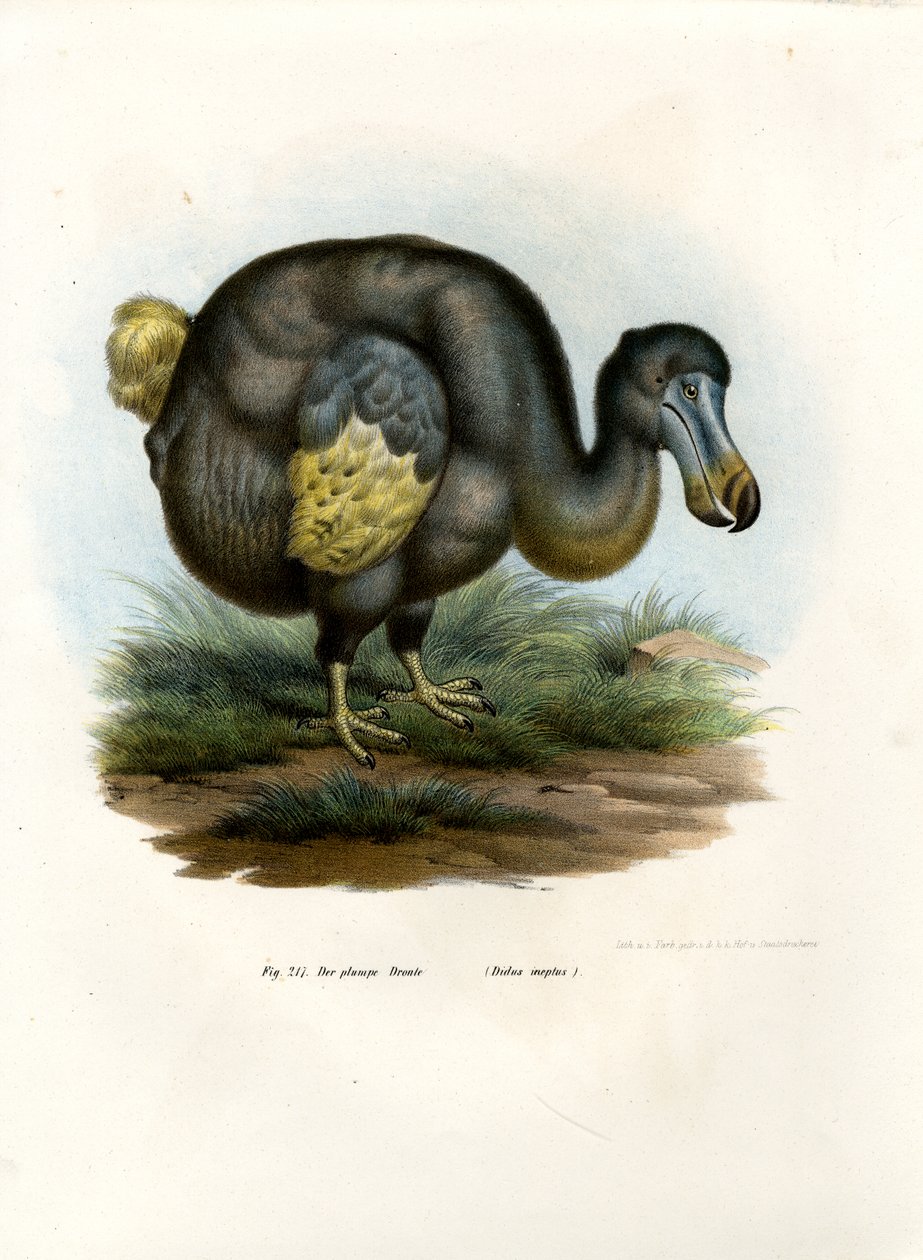 Dodo, 1864 da German School