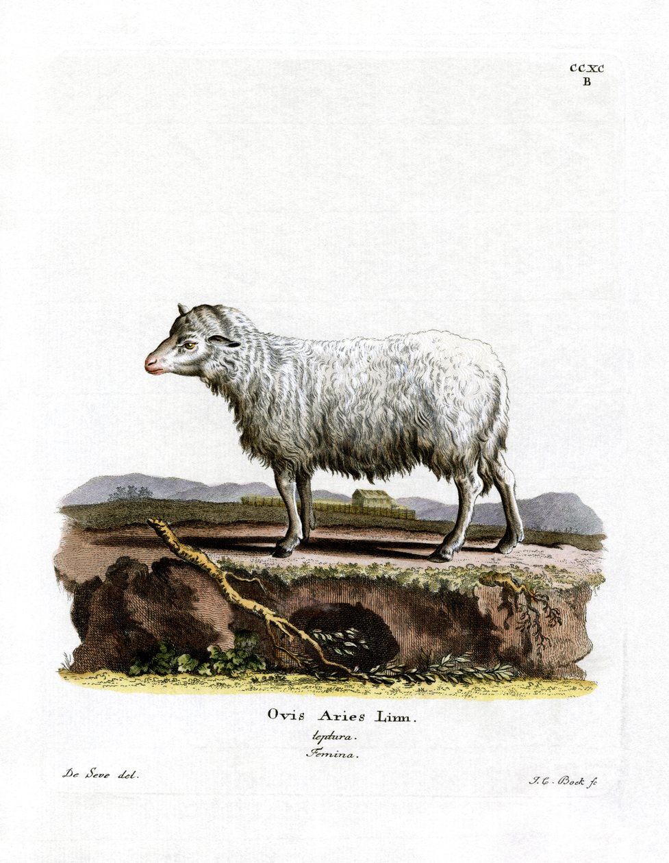 Pecora Domestica da German School