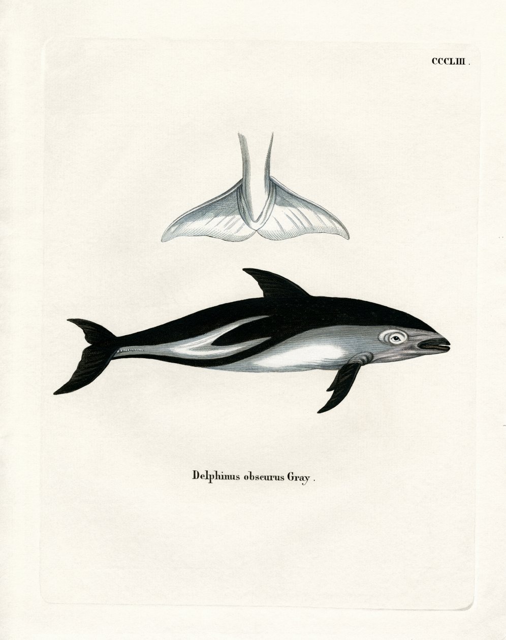 Delfino scuro da German School