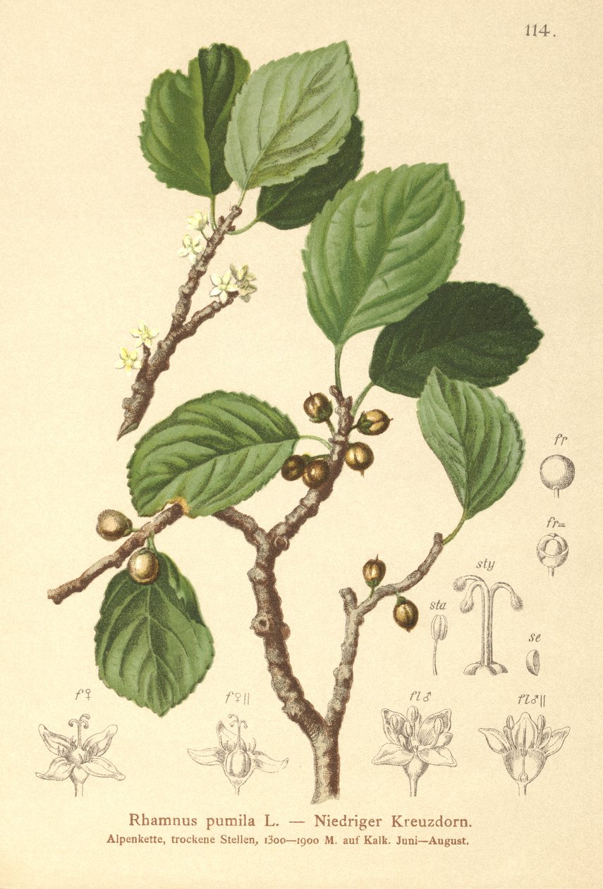 Ramno nano (Rhamnus pumila) da German School