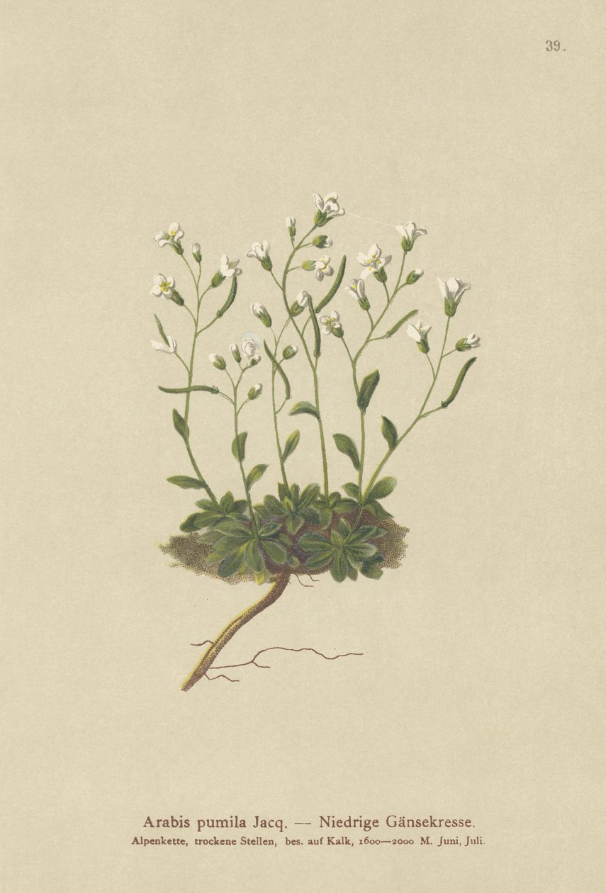 Arabetta nana (Arabis pumila) da German School
