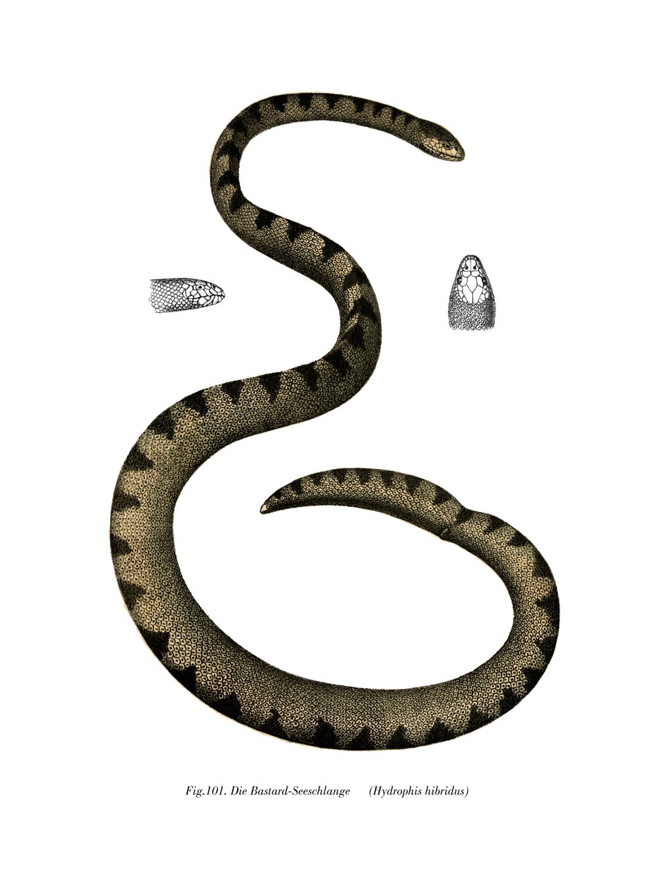 Serpente marino nano da German School