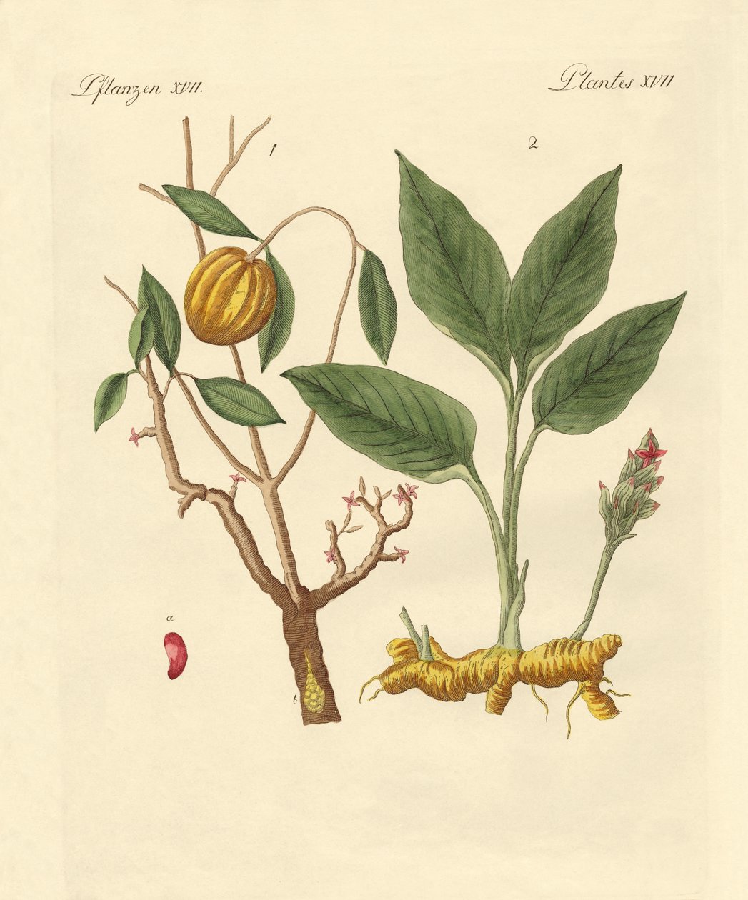 Piante tintorie da German School