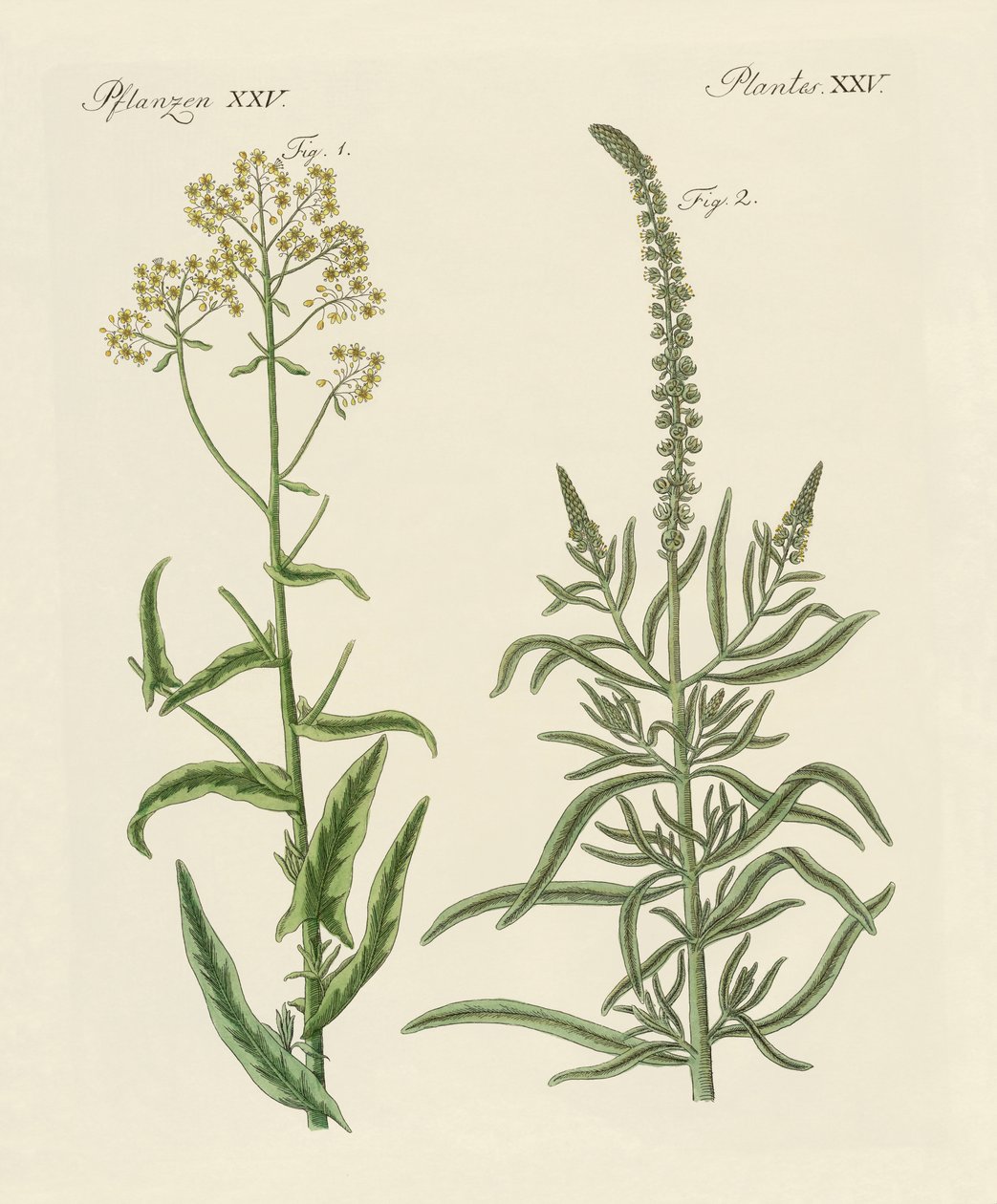 Piante tintorie da German School