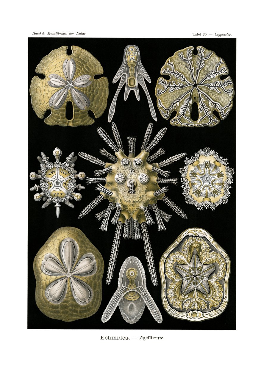 Echinidea, 1899-1904 da German School