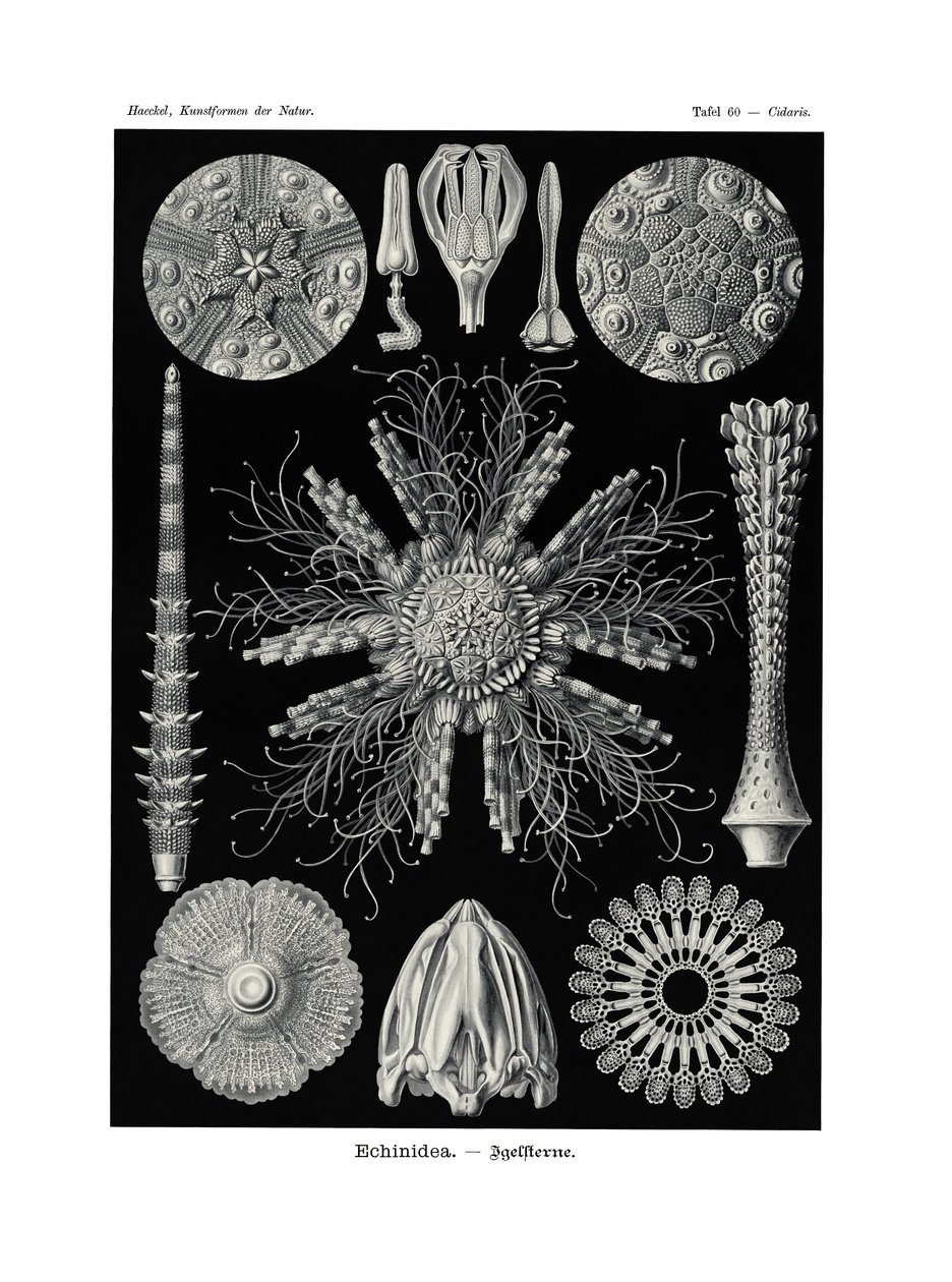 Echinoidi da German School