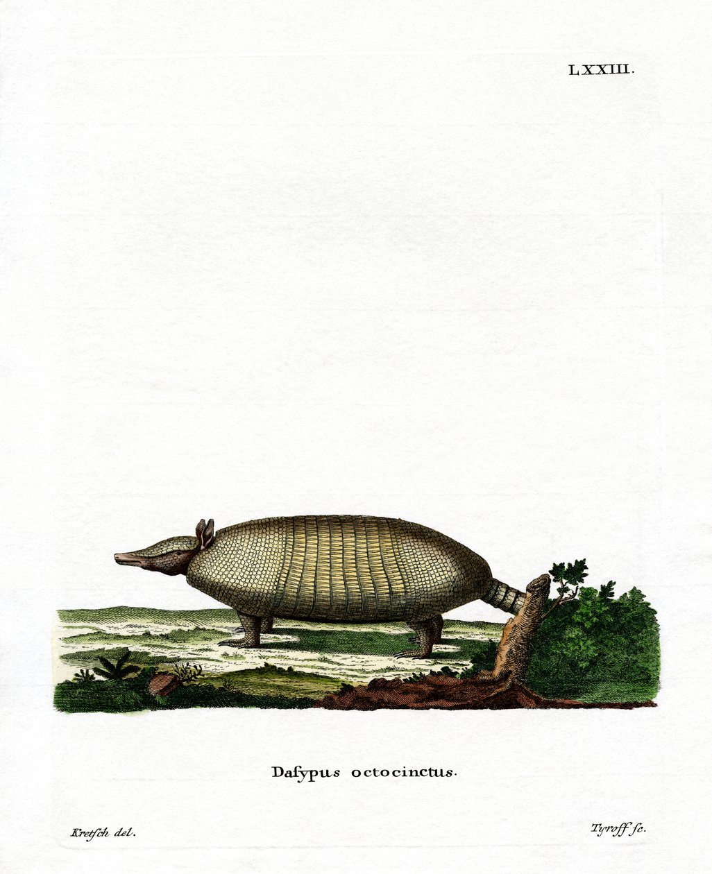 Armadillo a otto bande da German School