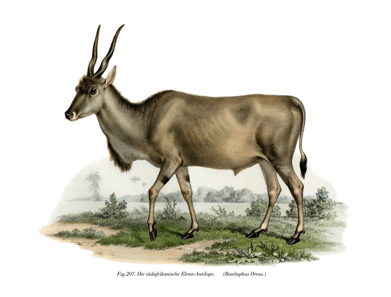 Eland da German School