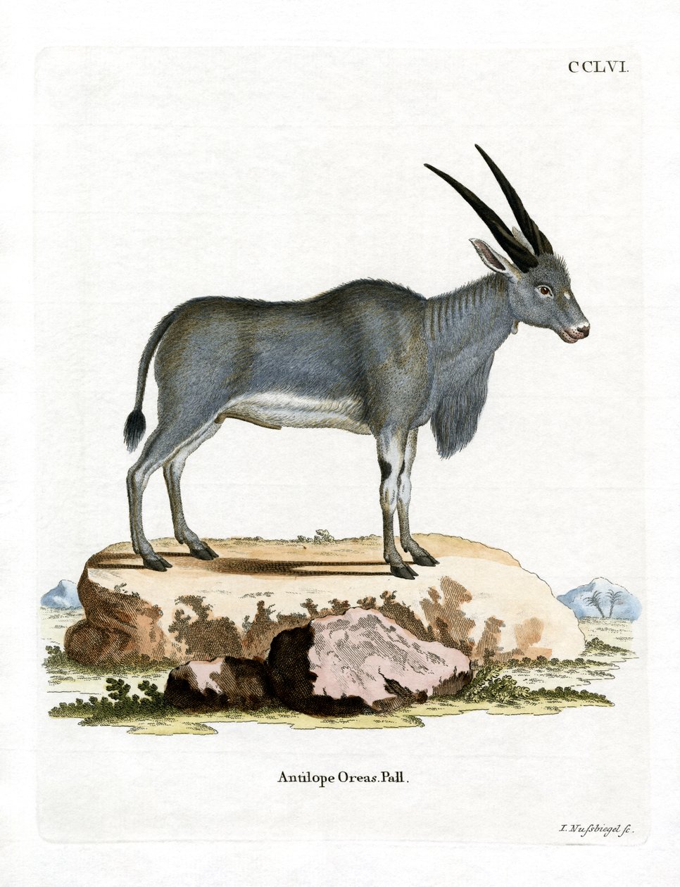 Antilope eland da German School