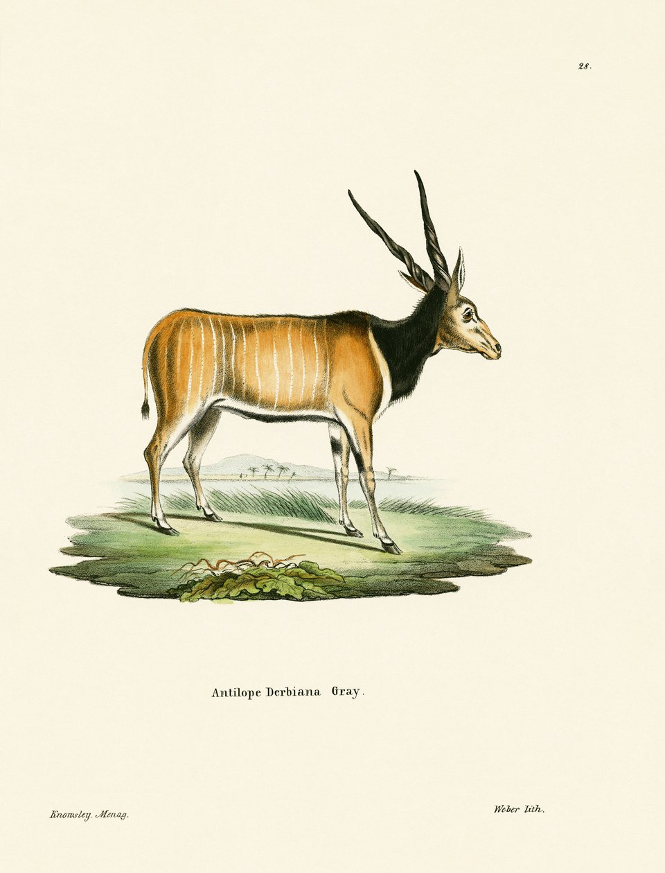 Antilope eland da German School