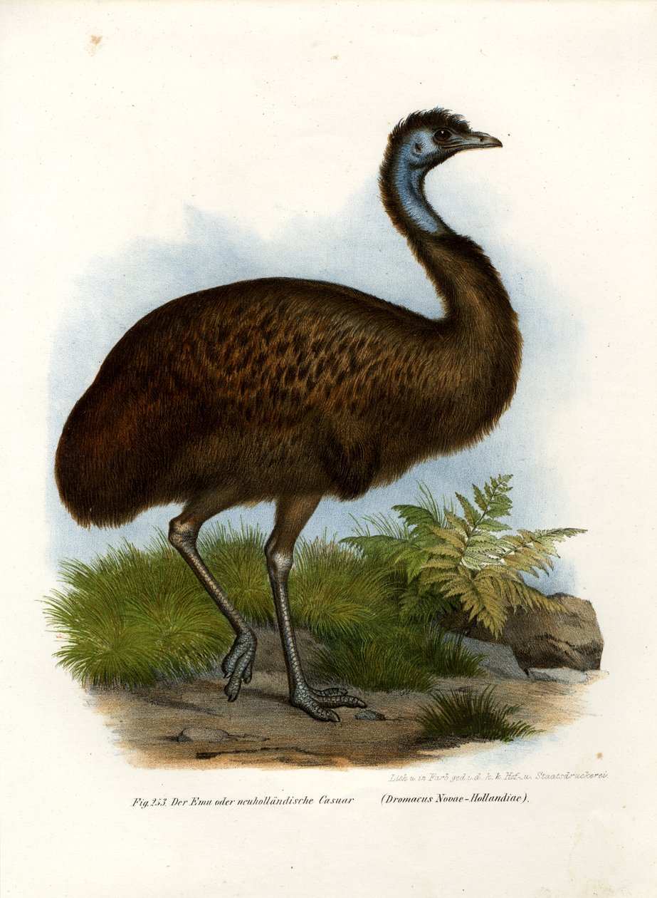 Emù, 1864 da German School