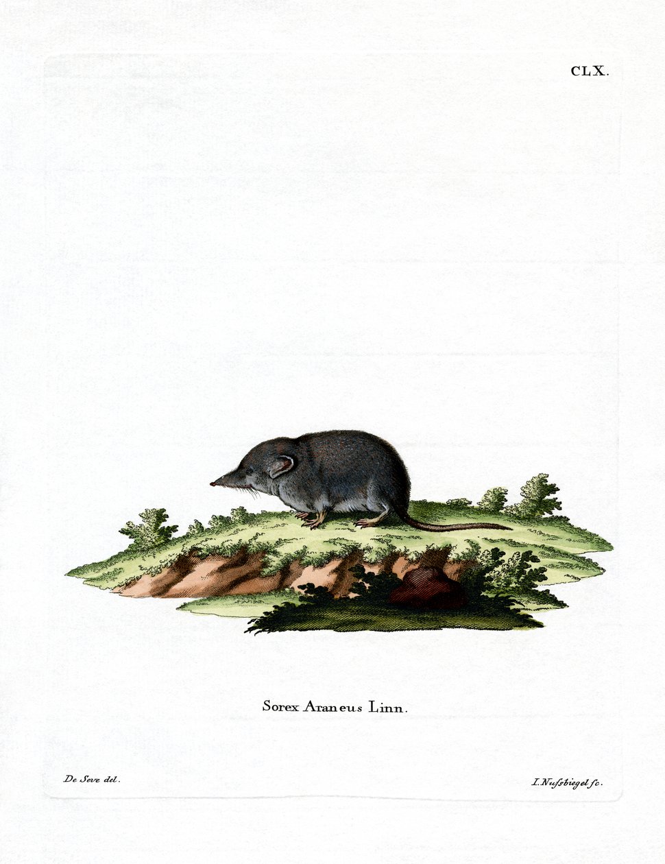 Toporagno eurasiatico da German School