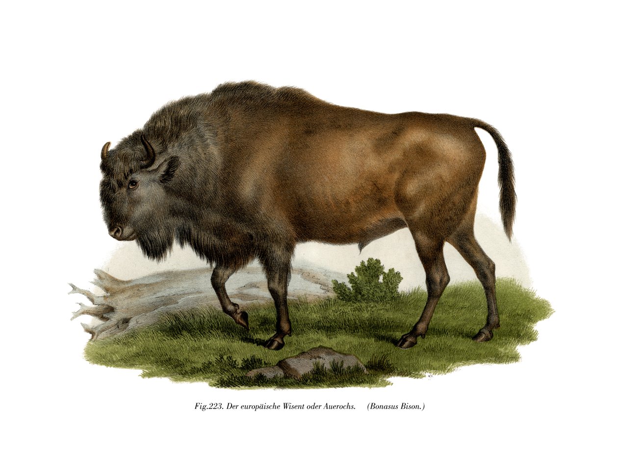 Bisonte europeo, 1860 da German School