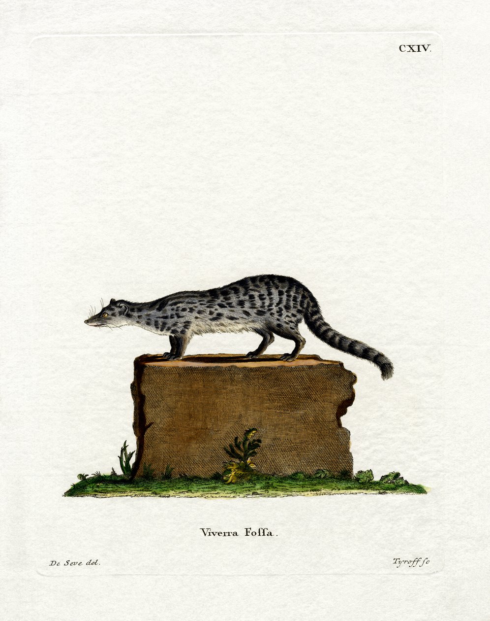 Fanaloka da German School