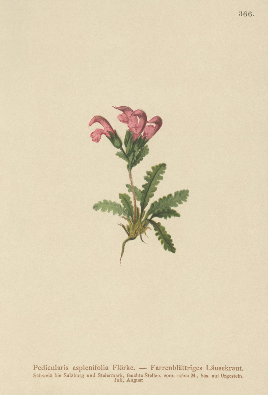 Pedicularis asplenifolia da German School